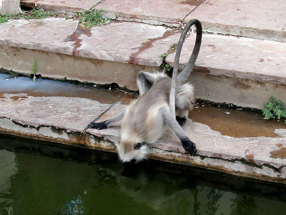  A monkey tries to drink water at the Pushkar Lake during a hot day in Pushakar, Rajasthan on Tuesday. PTI Photo