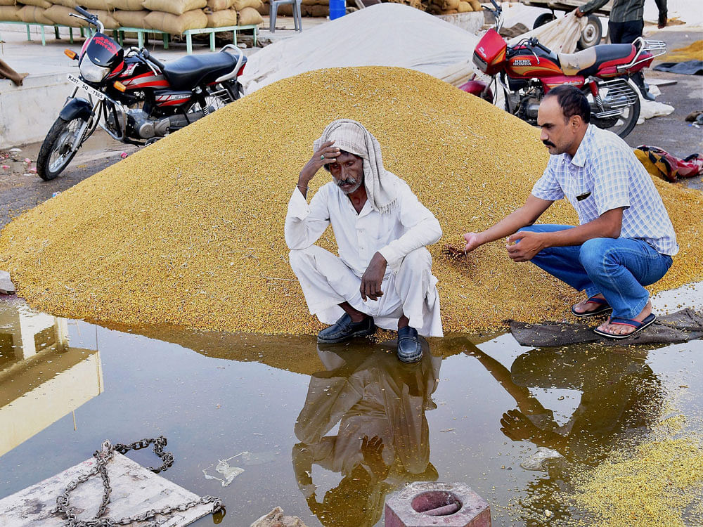 A man holds his head in despair after grains got drenched in rains at a market in Bikaner on Monday. PTI Photo