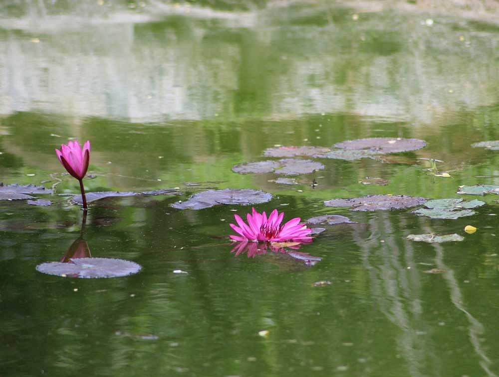 Water Lillies from University of Agricultural Science clicked by Sharath Ahuja