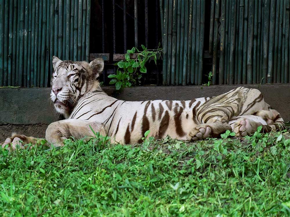 Vijay, the famous White Tiger of Delhi zoo, at its enclosure in New Delhi on Thursday. The zoo authorities has invited school students to take part in the birthday celebrations of Vijay which turns 10 on Friday. PTI Photo