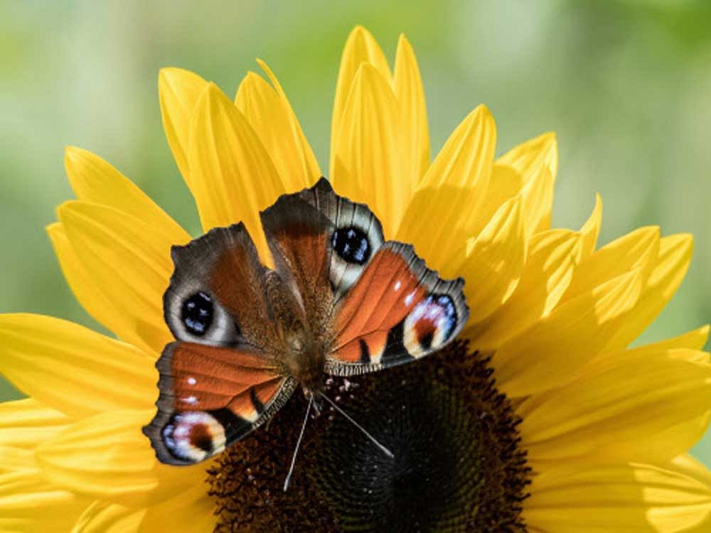A peacock butterfly can be seen sitting inside a sunflower near Celle, Germany. PTI Photo