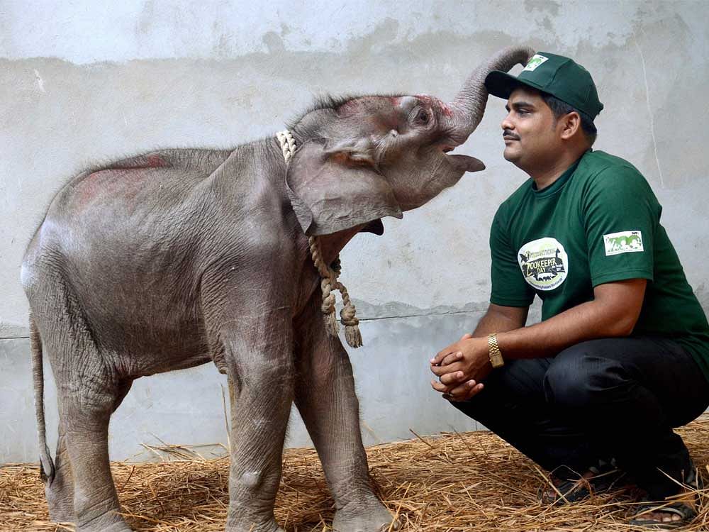 A zookeeper shares an affectionate moment with the baby elephant 'Bhim' at Alipore Zoo in Kolkata on International Zookeeper Day on Wednesday. PTI Photo