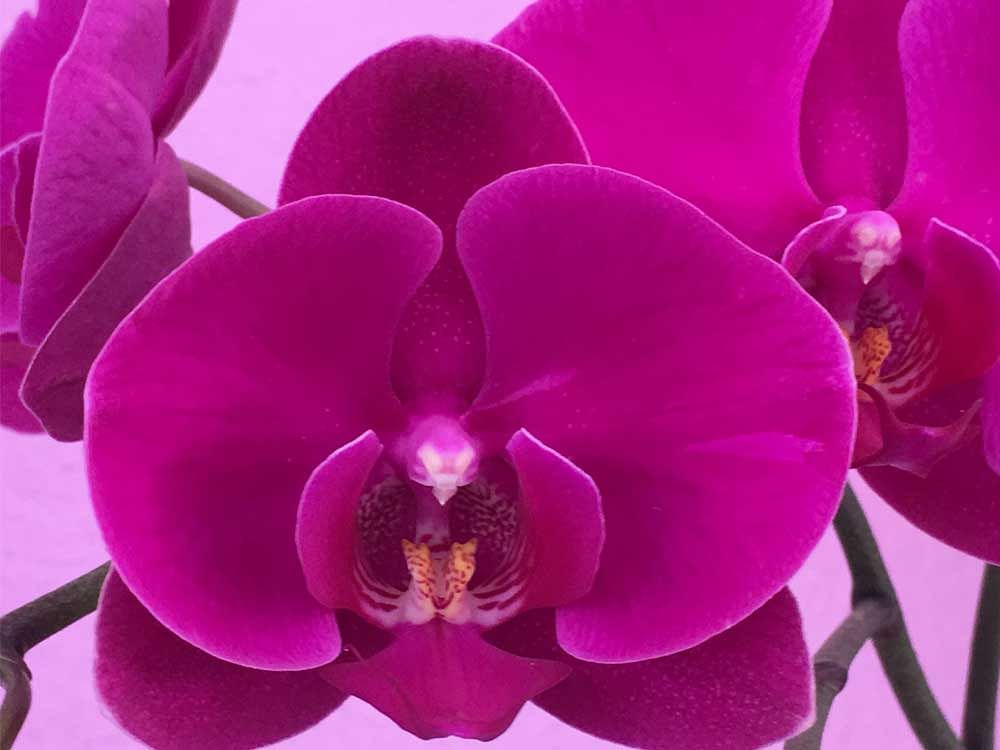 Stunning Orchids by Sharath Ahuja