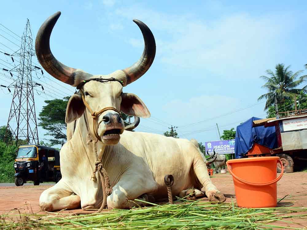 The 5 Kankrej bulls, each weighing anywhere between 700 and 900 kg, at Iskcon mandir near Kudupu in Mangaluru, have been cynosure of all eyes. DH Photo