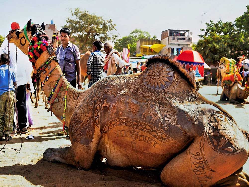  A foreign tourist takes a photo with a camel at International Camel Fair in Pushkar, Rajasthan on Friday. PTI Photo