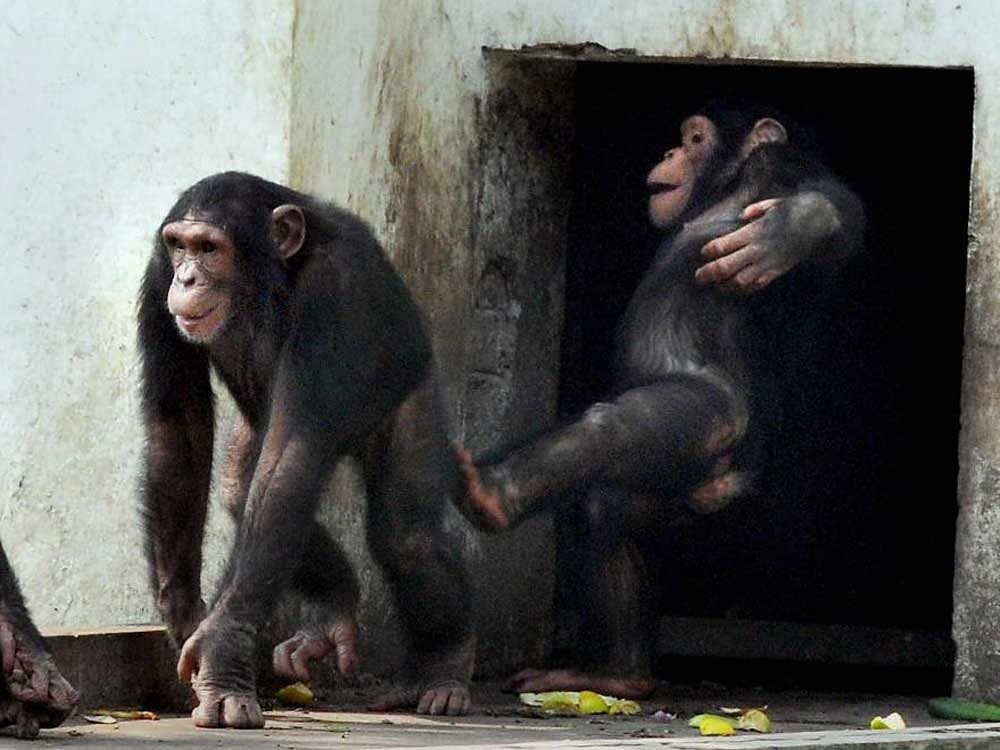 Chimpanzees playing inside their enclosure at Alipore Zoo, in Kolkata on Monday. PTI Photo