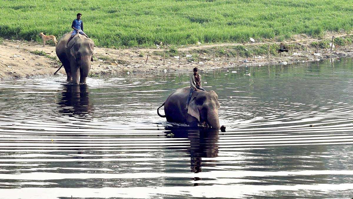 Elephants being taken to the Yamuna for a bath by their mahout in New Delhi on Friday. PTI Photo