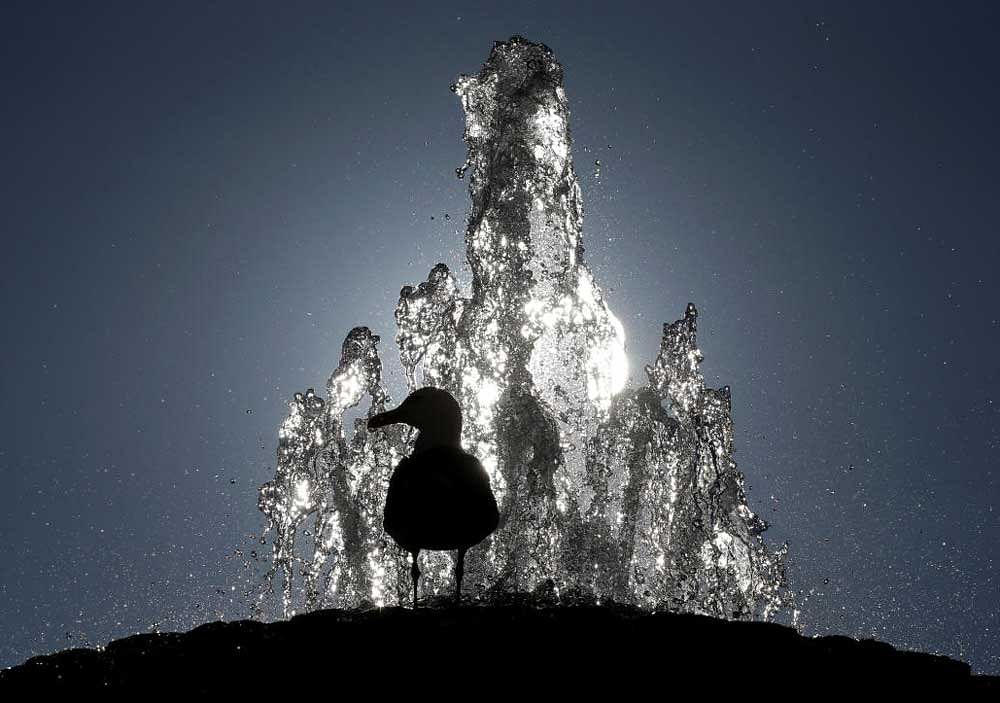 A seagull stands atop a fountain in Saint Peter's Square at the Vatican. REUTERS