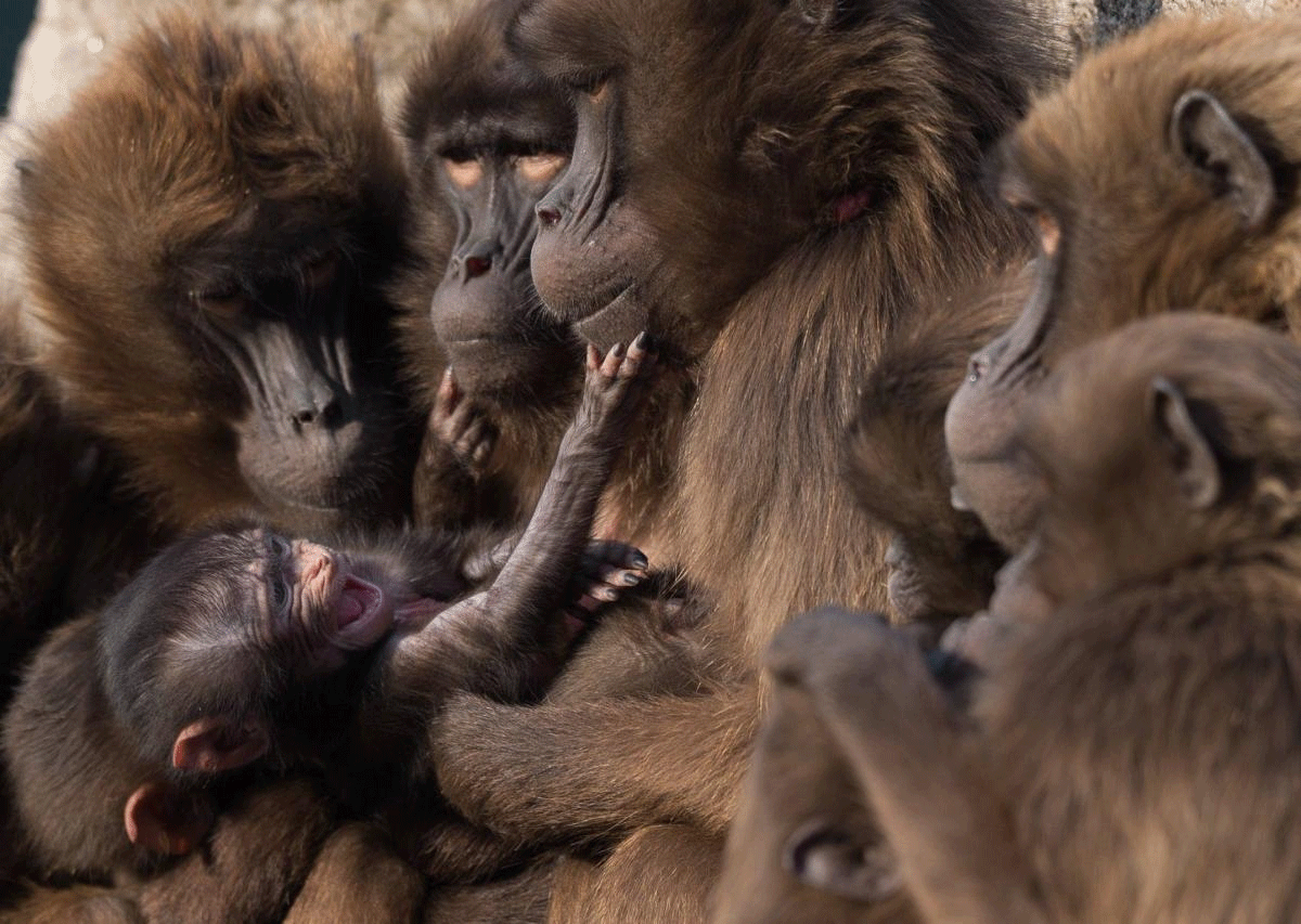Several gelada baboons sit around a baby in order to warm it up at the Wilhelmina zoo in Stuttgart, Germany, 28 February 2018. PTI Photo
