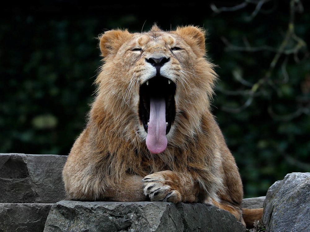 An Asian lion yawns at the Planckendael Zoo in Mechelen, Belgium March 9, 2018.