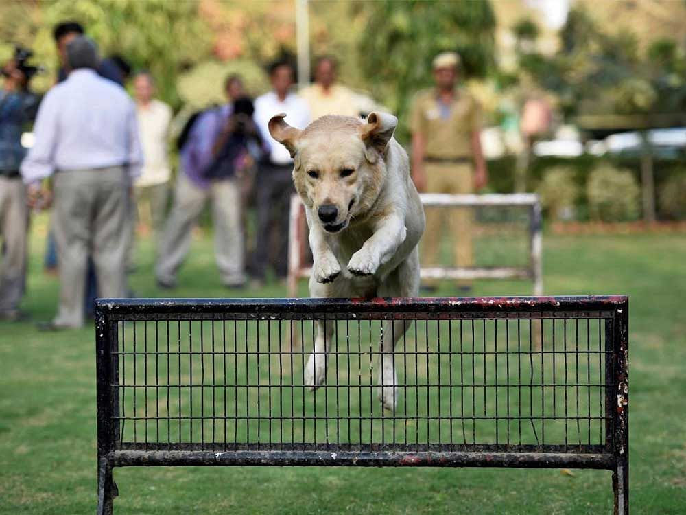  Babu from the Canine unit of Delhi Police jumps off the barrier to show its skills during the Dog show at Delhi Police Headquarters in New Delhi, on Thursday. 