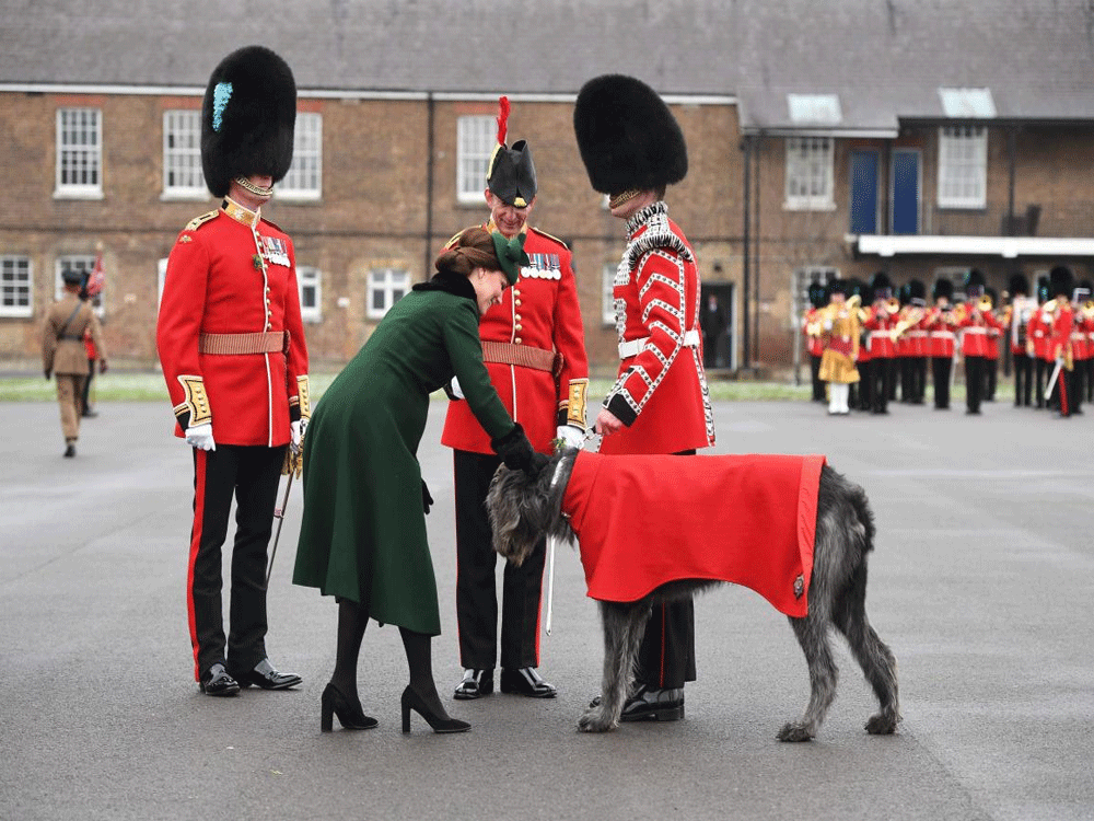  Britain's Kate, the Duchess of Cambridge, centre, presents a shamrock to Irish Guards mascot, Irish Wolfhound Domhnall as she and the Duke of Cambridge visit the 1st Battalion Irish Guards, for the St. Patrick's Day Parade, at Cavalry Barracks, in ...