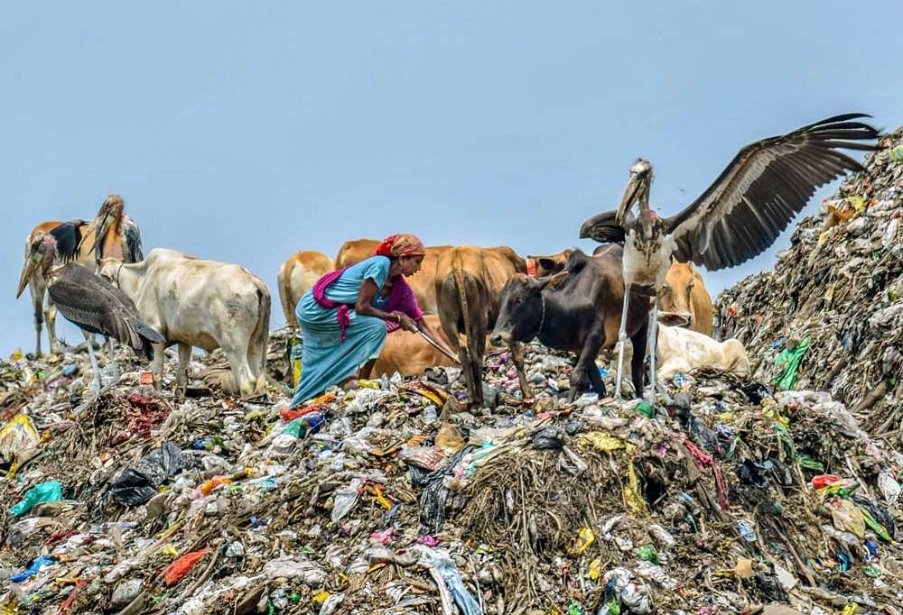 A scavenger sorts recyclable materials as a adjutant stork reacts, at a garbage dump site near Deepor Beel Bird Sanctuary, in Guwahati on Monday, June 04, 2018. PTI Photo