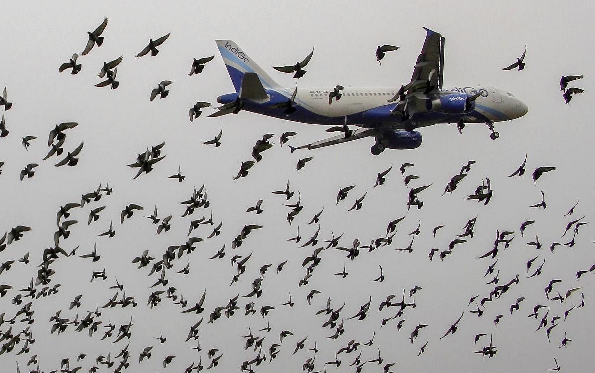 Birds fly around a landing Indigo aircraft near Biju Patnaik International Airport, in Bhubaneswar on Monday, June 25, 2018. PTI