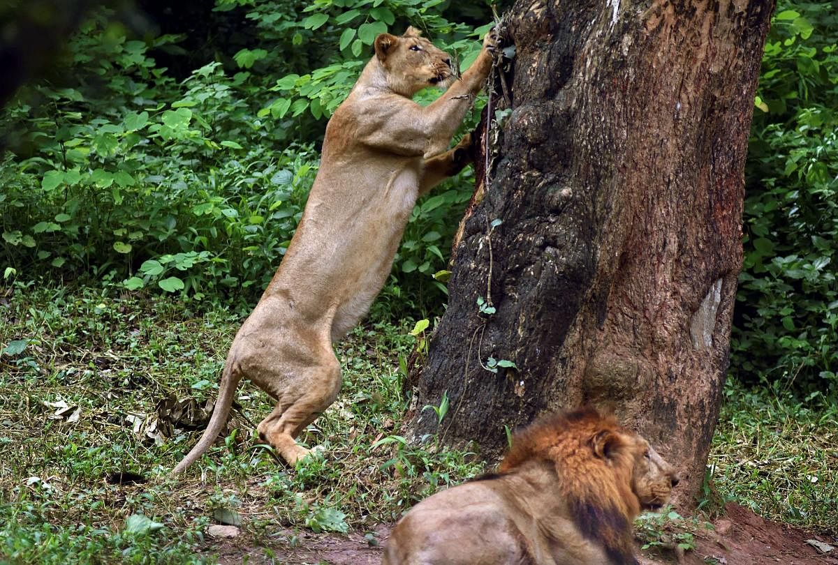 A lioness climbs a tree inside its enclosure as a lion looks on at Assam State Zoo cum Botanical Garden in Guwahati on Tuesday, July 03, 2018. (PTI Photo) 