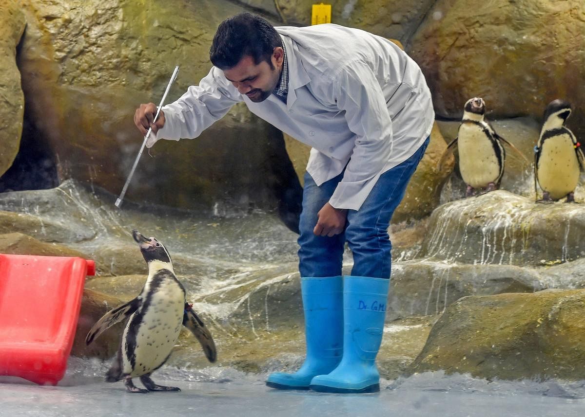 Byculla Zoo celebrates the third birthday of Mr. Molt, one of the Humboldt penguin in Mumbai. (PTI Photo)
