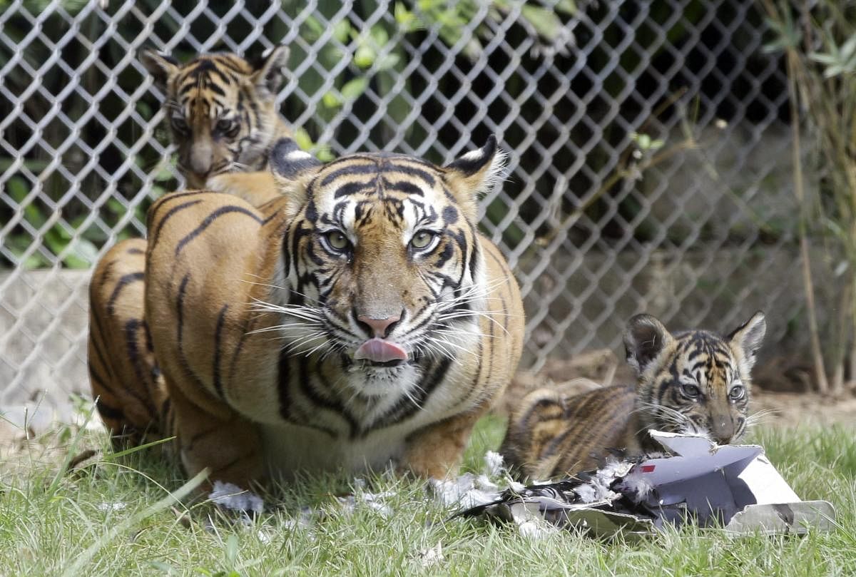 Bali : Sean, a five-year-old Sumatran tiger, is seen her two-month-old cubs inside a cage at Bali Zoo in Bali, Indonesia, Saturday, July 28, 2018. Sumatran tiger is the world's most critically endangered tiger subspecies with fewer than 400 remain in the wild and may become extinct in the next decade due to poaching and habitat loss. AP/ PTI