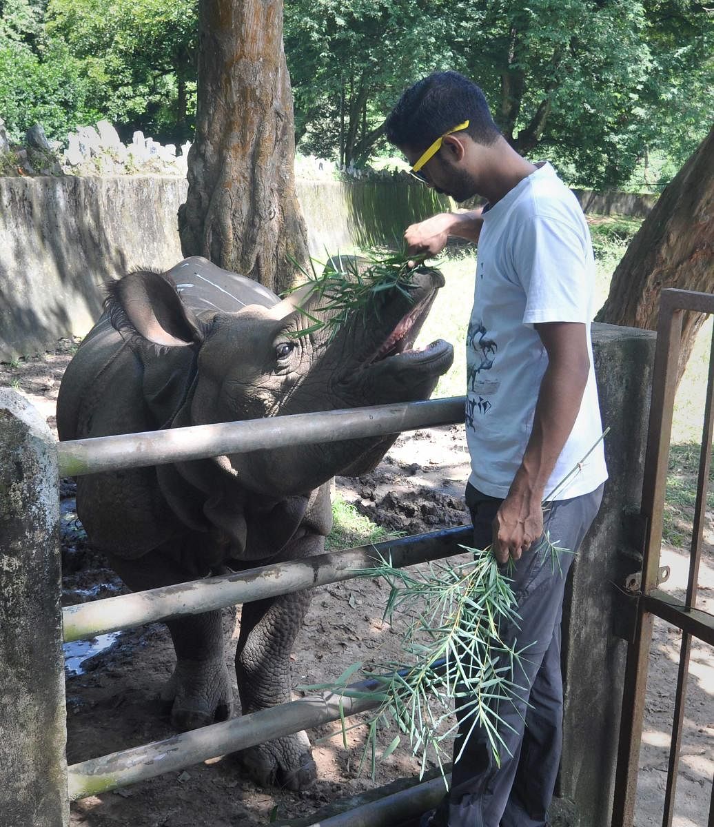 Guwahati: A veterinary doctor feeds a one-horn Rhino at an enclosure on World Rhino Day at Assam State Zoo cum Botanical Graden, in Guwahati, Saturday, September 22, 2018. (PTI Photo) 
