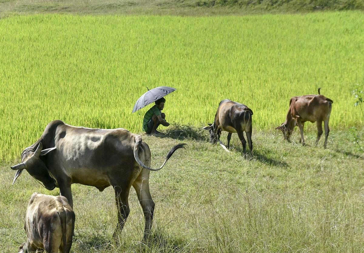 A man herds his cattle near a paddy field on the outskirts of Ranchi. PTI