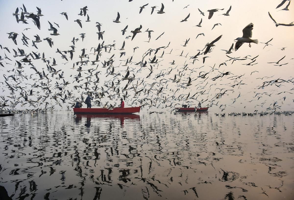 A flock of migratory gulls during the first sunrise of the New Year 2019, as seen from Yamuna Bazar, in New Delhi. PTI