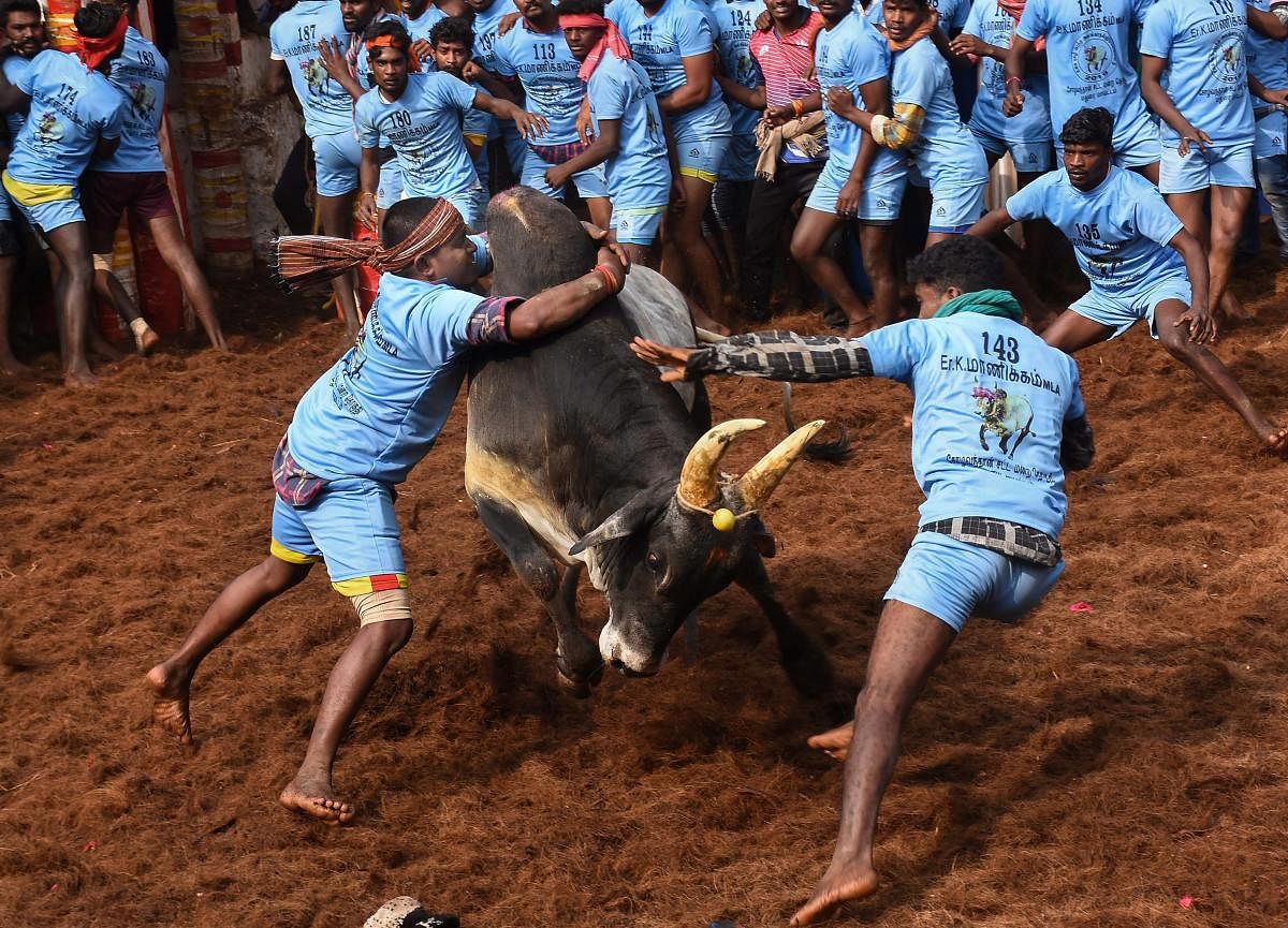 Participants try to tame a bull during Jallikattu event at Alanganallur, in Madurai district. PTI photo 