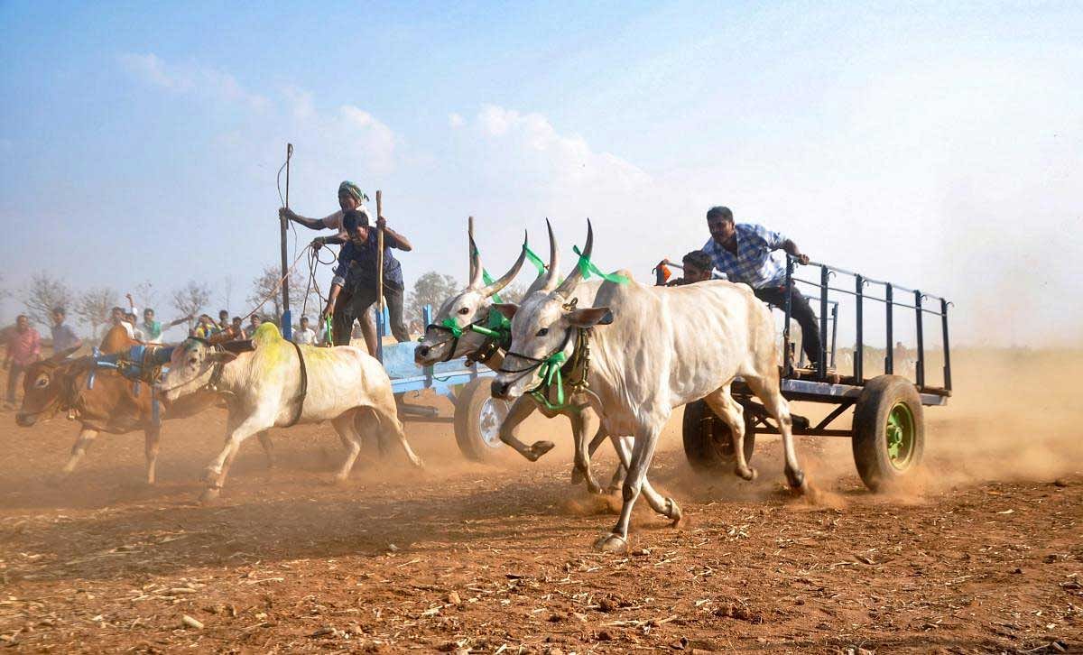 Farmers participate in a bull race during Sahyadri Festival at Abbalagere village in Shimoga district, Jan. 25, 2019. (PTI Photo) 