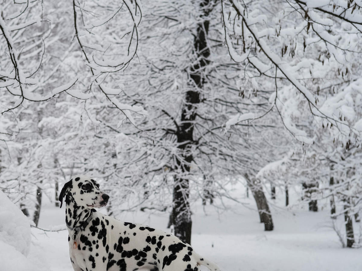 A dog is seen in a snow covered park during snowfall in Kiev, Ukraine February 6, 2019. REUTERS/Gleb Garanich