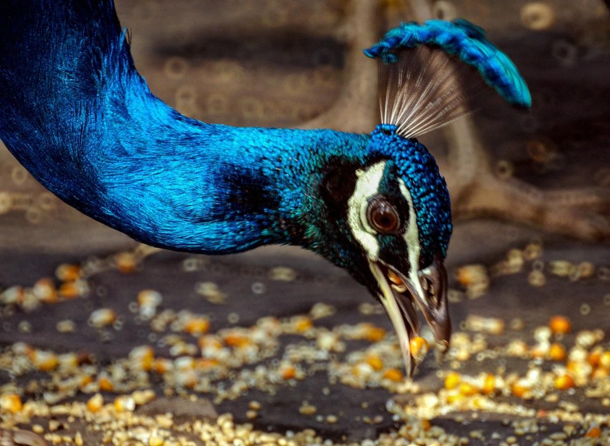 A peacock eats dry corn in a park in New Delhi. PTI