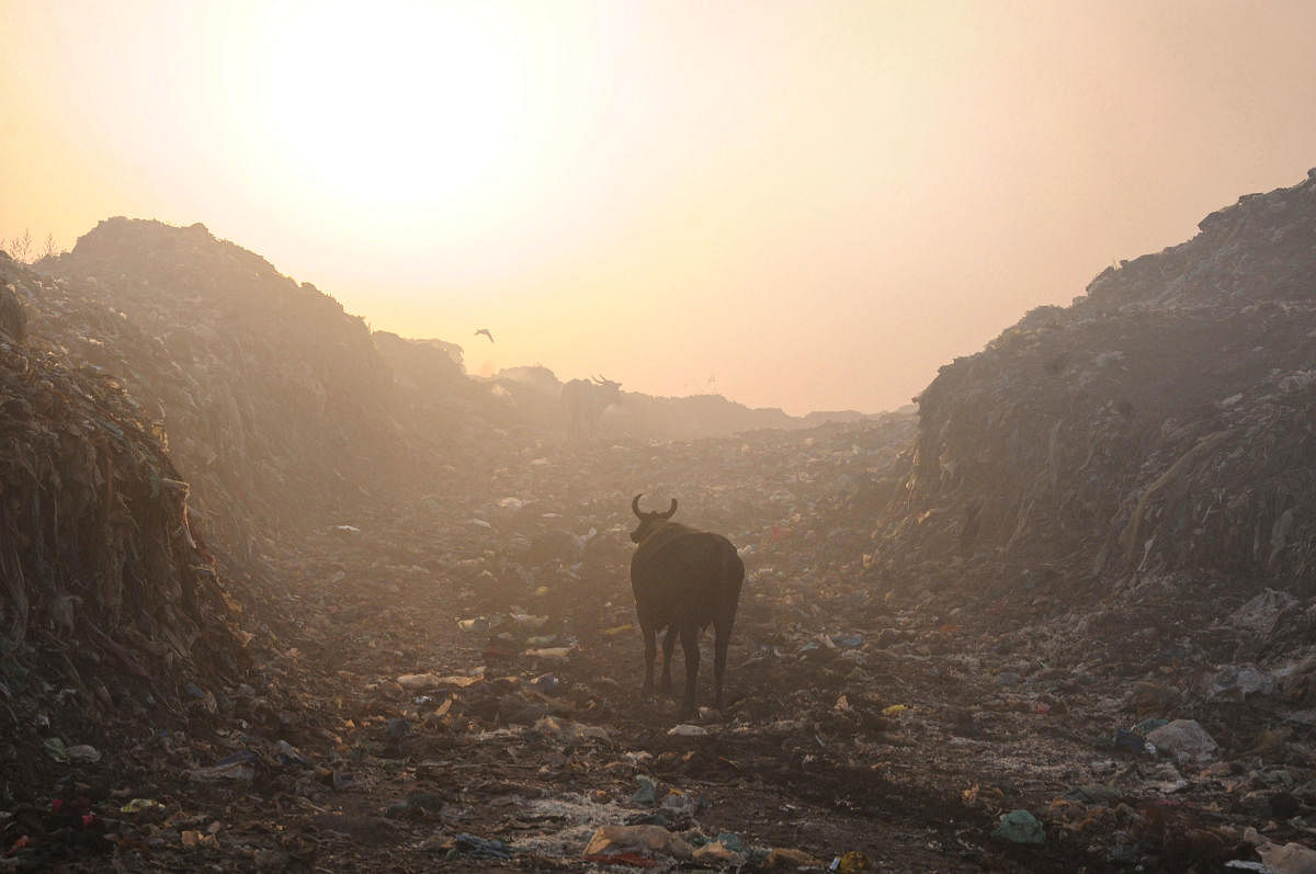 A cow is seen near a garbage-dumping site on the outskirts of Amritsar. World Environment Day is observed every year on June 5, and the theme of this year is 'Air pollution'. (PTI Photo)