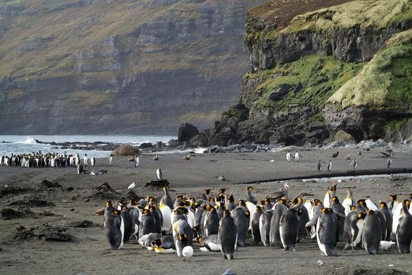 The world's highest concentration of seabirds, the greatest diversity of birds and marine mammals, prodigious volcanic landscapes, rich waters: the "French Southern and Antarctic Lands" ("Terres Autrales et Antarctiques Francaises" in French) are about to be classified at the Unesco World Heritage. (AFP Photo)