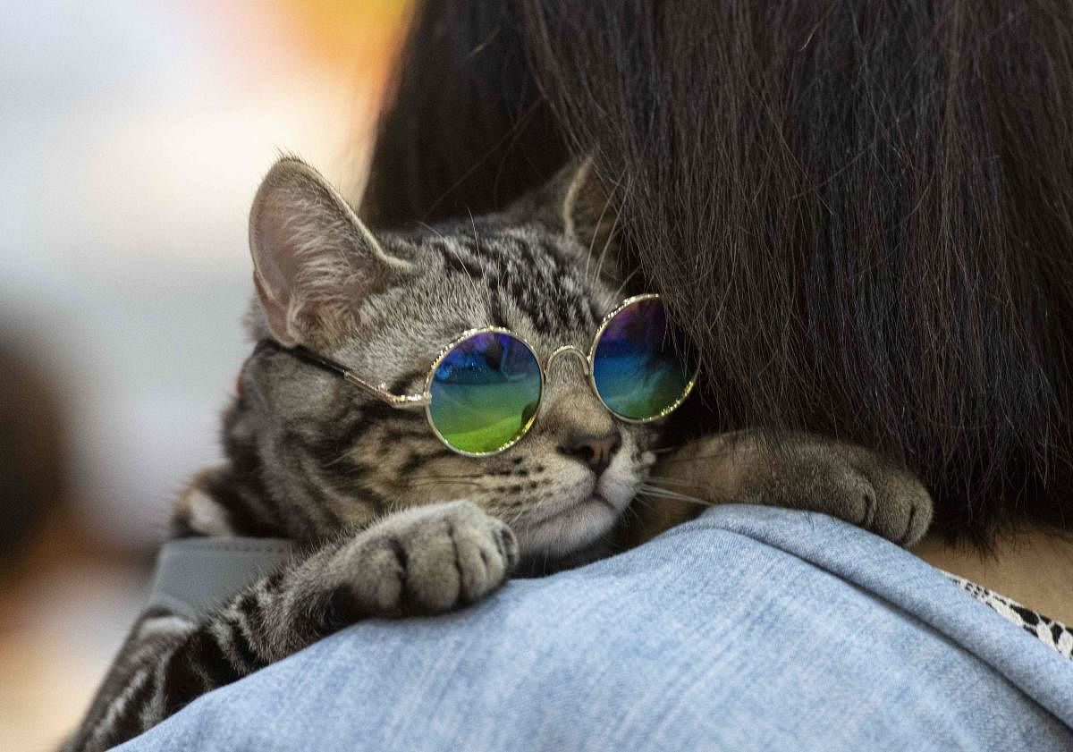  A cat wering glasses leans on the shoulder of its owner at the "Pet Expo Championship" in Bangkok on August 30, 2019. (AFP Photo)