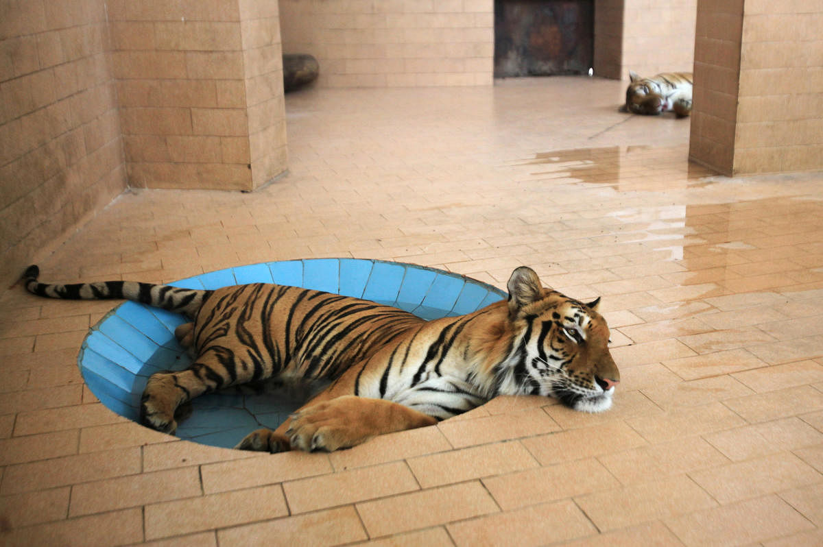 A tiger lays in a pool of water inside a cage at a zoo, during hot and humid weather in Lahore, Pakistan June 10, 2019. REUTERS/Mohsin Raza