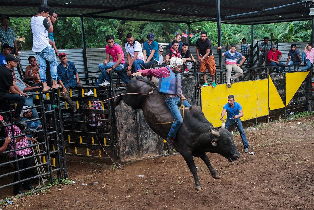 Bull Boxing Pics of the Day
