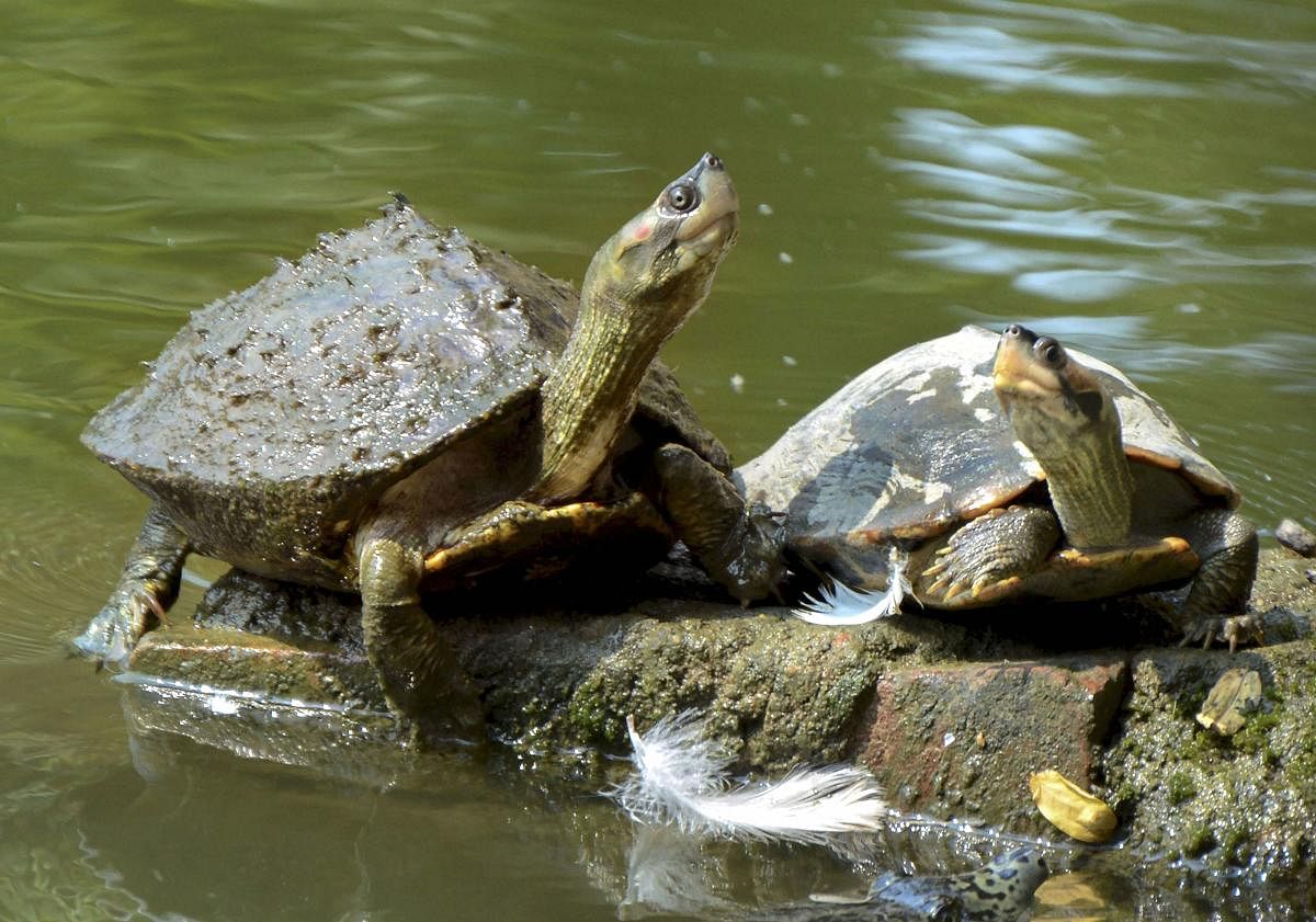 A pair of turtles bask in the sun near a pond in Guwahati. PTI Photo