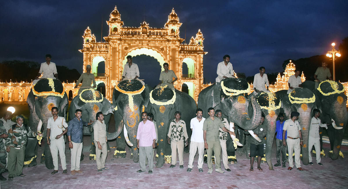 The second batch of Dasara elephants on their arrival on the Mysuru Palace premises, in Mysuru, recently. (DH Photo)