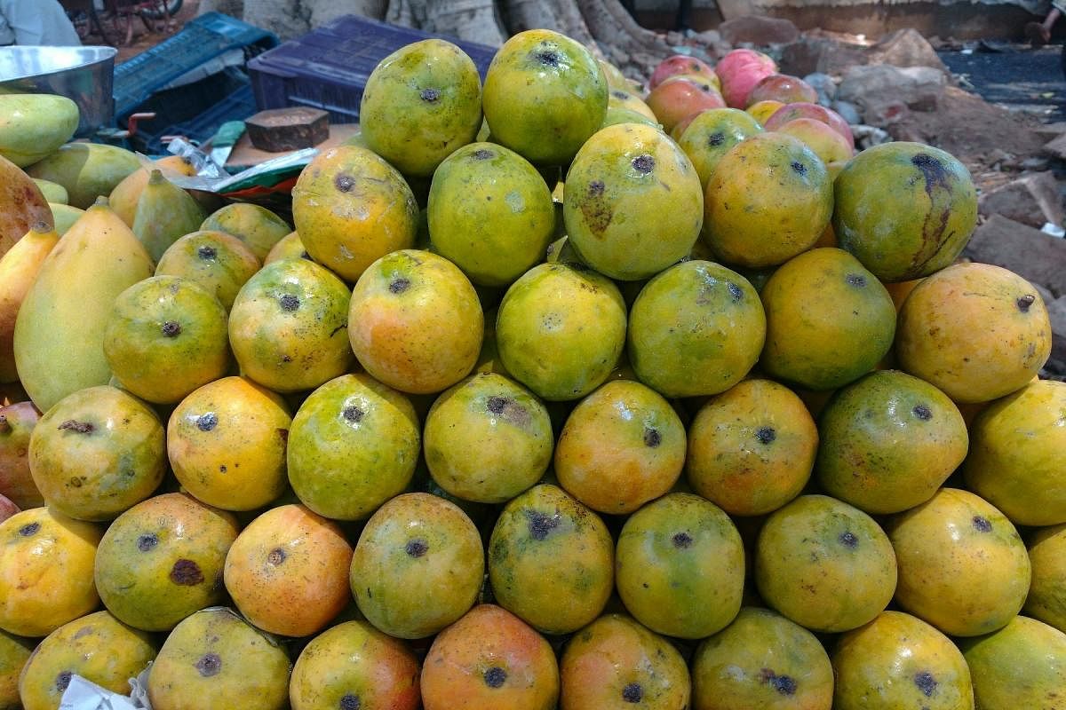 The king of fruits, in all shapes and sizes, are flooding the markets. So go ahead, relish the  most loved, pulpy fruit captured by our lensmen. DH/PV Photos