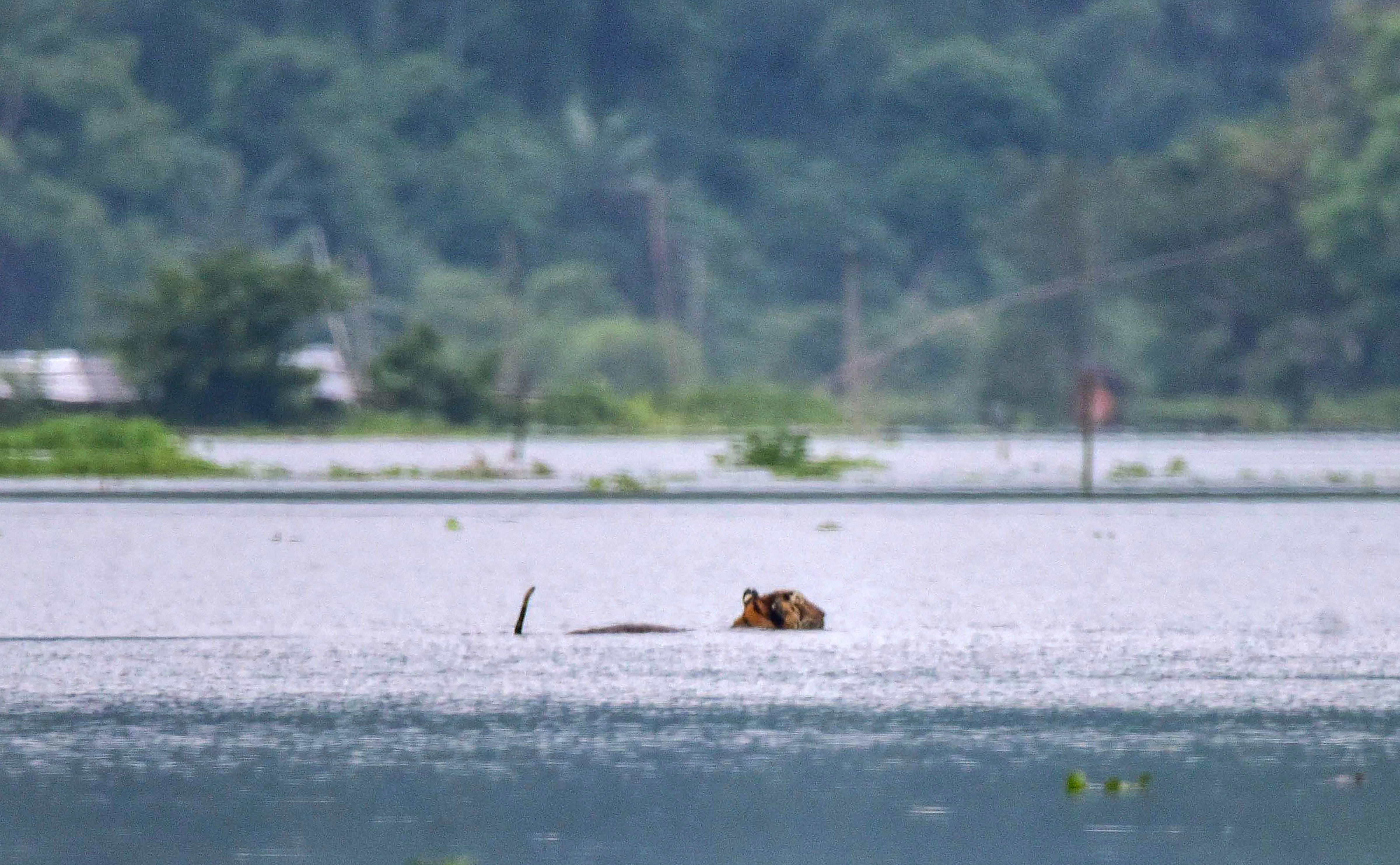 A tiger wades through a flooded area in search of higher land near Kaziranga National Park. Credit: PTI