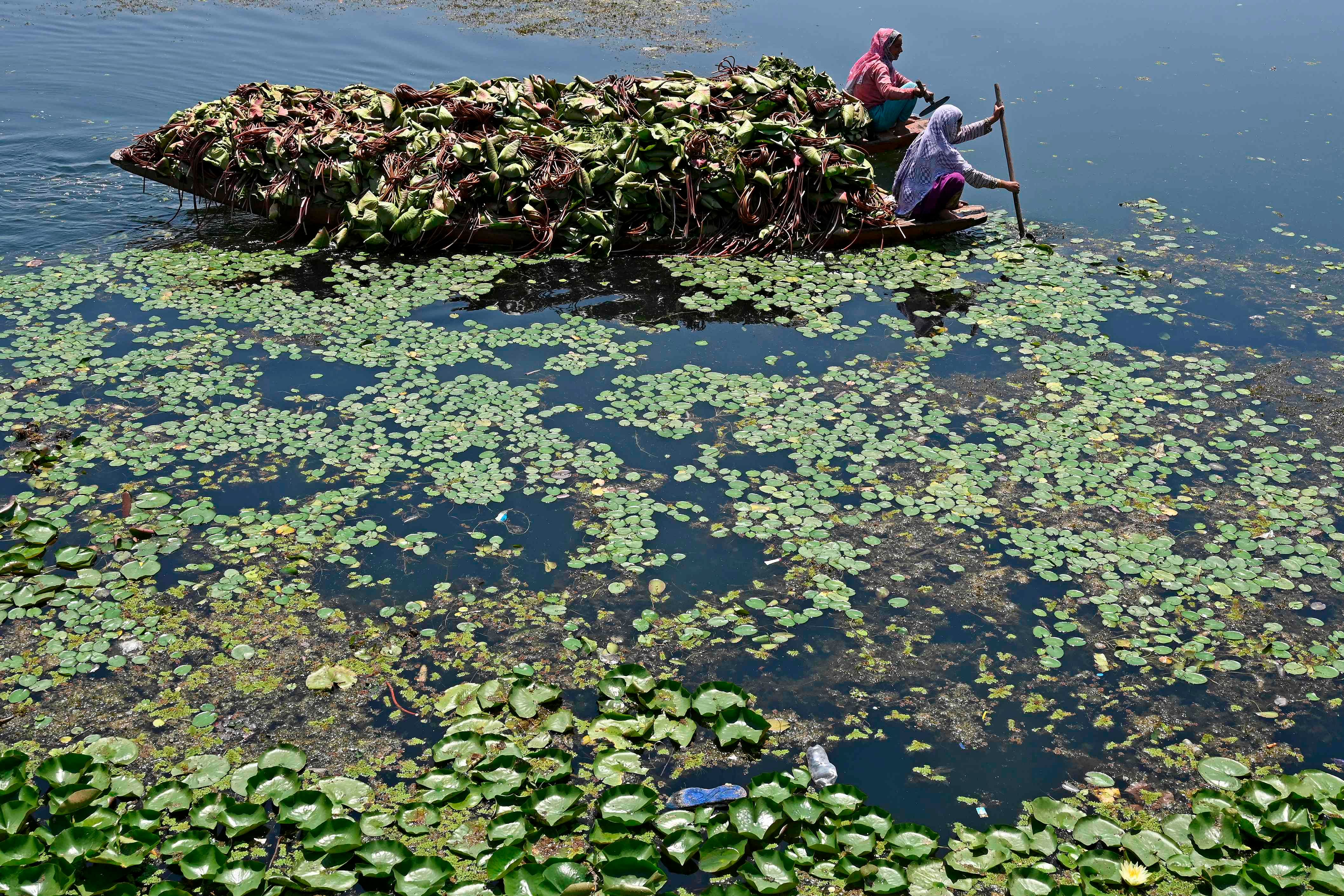 Women row boats carrying lotus roots for cattle through a polluted portion of Dal Lake in Srinagar on July 20, 2020. Credit: AFP