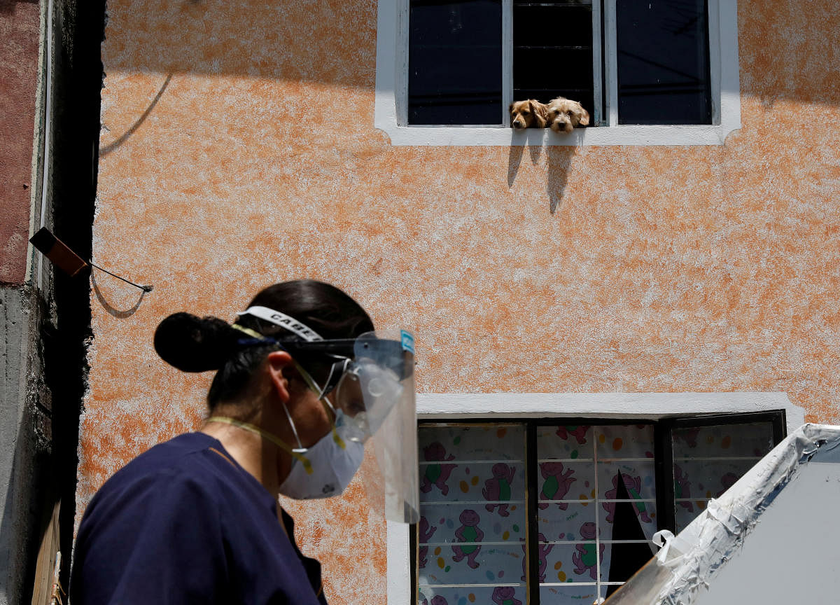 Two dogs look out of a window as a healthcare worker wearing personal protective equipment (PPE) walks towards a house while going house to house to test people for the coronavirus disease (COVID-19) in the municipality of Tlahuac, one of the highly contagious zone of Mexico City, as the coronavirus disease outbreak continues in Mexico. Credit: Reuters Photo
