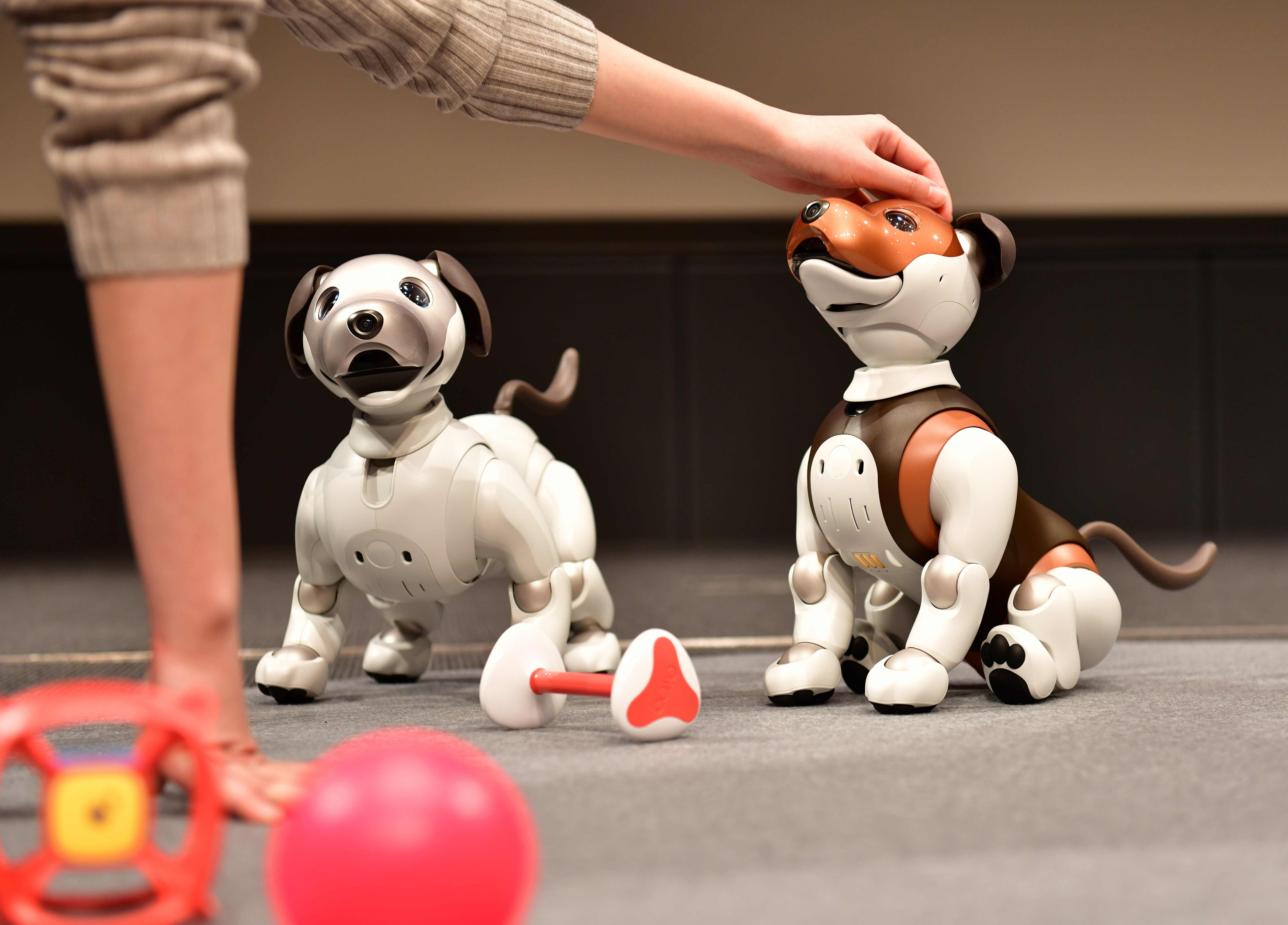 In isolating times, robo-pets provide comfort. Equipped with cameras, artificial intelligence and internet capability, these pets remotely check up on family members, children or even pets. Credit: AFP Photo