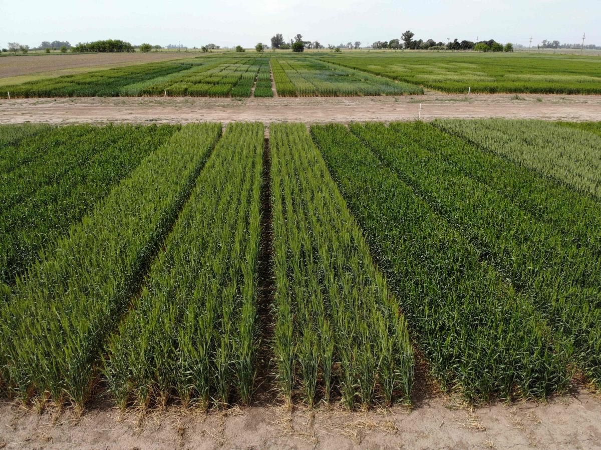 Aerial view showing wheat, genetically modified by the Bioceres agricultural biotechnology company (tallest rows), planted next to natural wheat in a, experimental field in Pergamino, northwest of Buenos Aires. Credit: AFP.