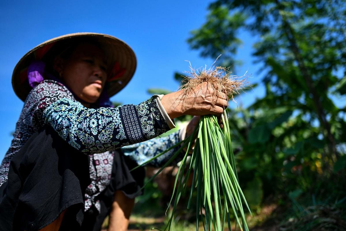A farmer harvesting spring onions at the Cat Lai Co-op fresh vegetable farm, that applies "safe" farming methods, in Ha Nam province outside of Hanoi. Vietnam's fragrant noodle soups and fresh spring rolls have won fans across the globe, but mounting food safety scandals on the country's streets are sparking a rising tide of anxiety among millennials about what they eat. Credit: AFP Photo