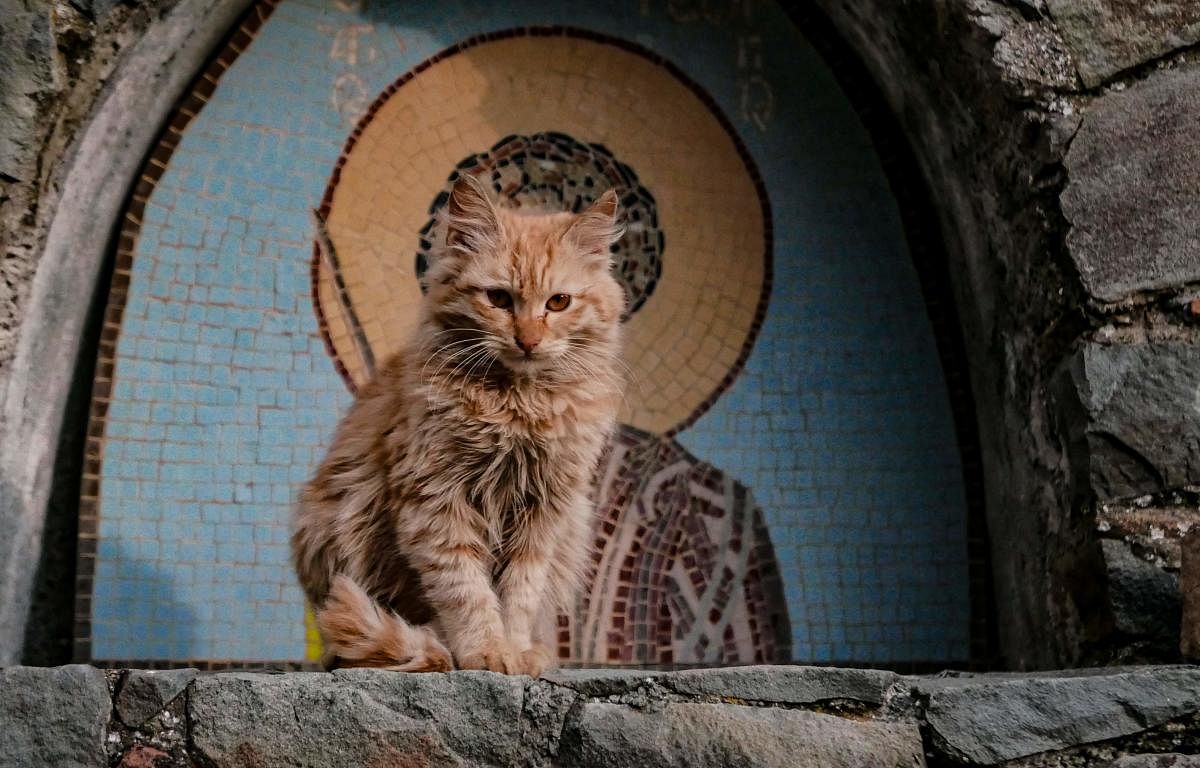 A kitten sits in front of the mosaic portrait of a saint inside a shrine, in the village of Lazanias, on the southeastern slopes of the Troodos mountains, about 40 kms southwest of the Cypriot capital Nicosia. Credit: AFP