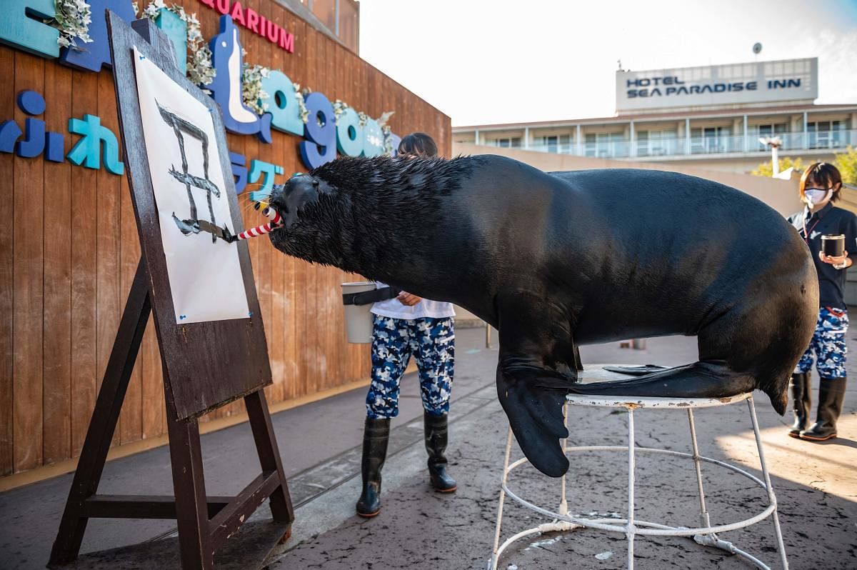 Eighteen-year-old sea lion Leo writes the Chinese character for "ox", which is next year's Chinese zodiac sign, during a press preview at Yokohama Hakkeijima Sea Paradise in Yokohama. Credit: AFP