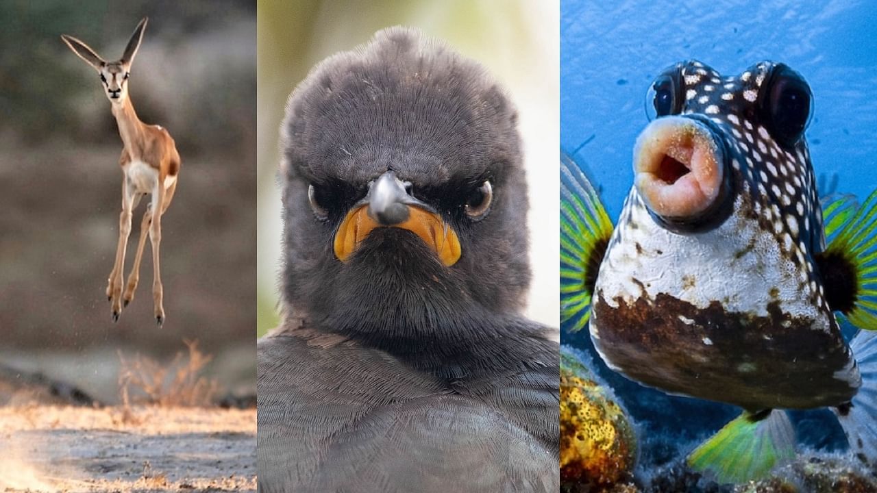 Comedy Wildlife Photography Awards: Here are the funniest entries so far!