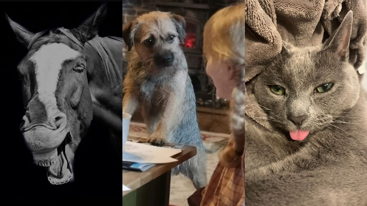 Comedy Pet Photo Awards - Best Entries So Far 2021