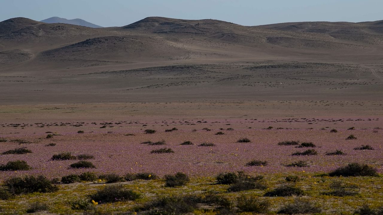 In Pics | Chile's Atacama desert delight with incredibly beautiful blooms Credit: AFP Photo