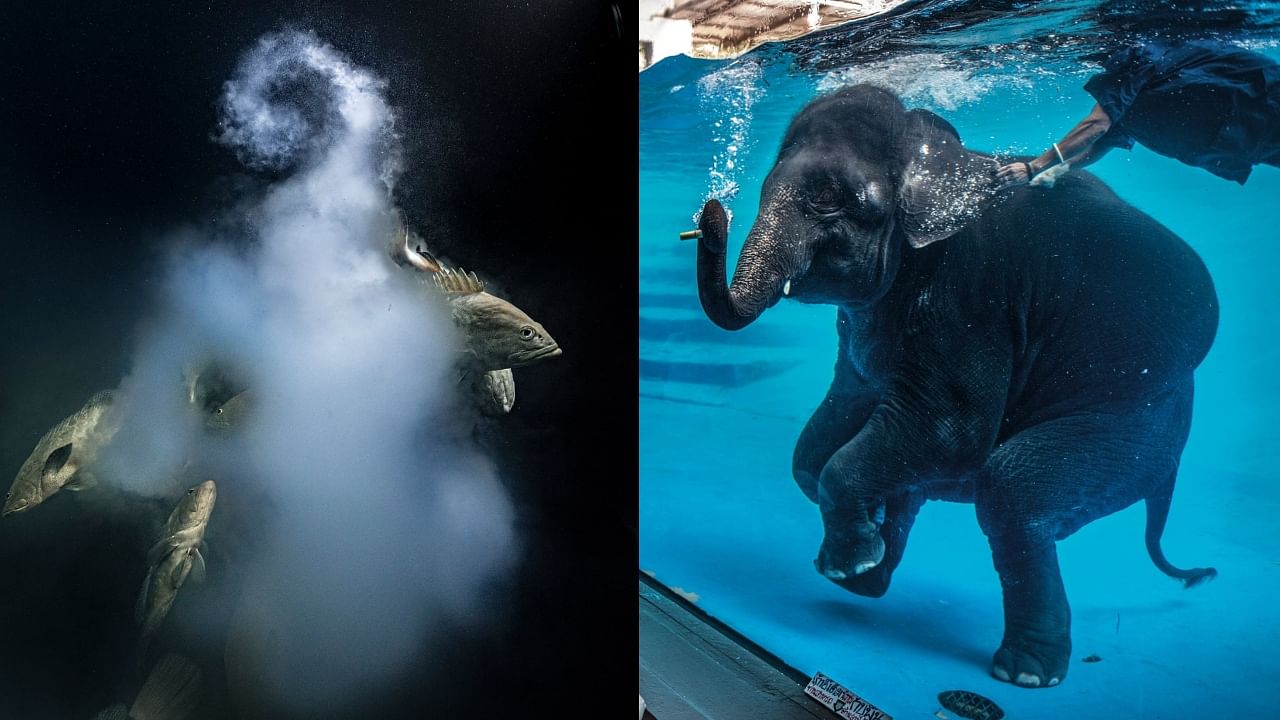 In Pics | Wildlife Photographer of The Year 2021 winners