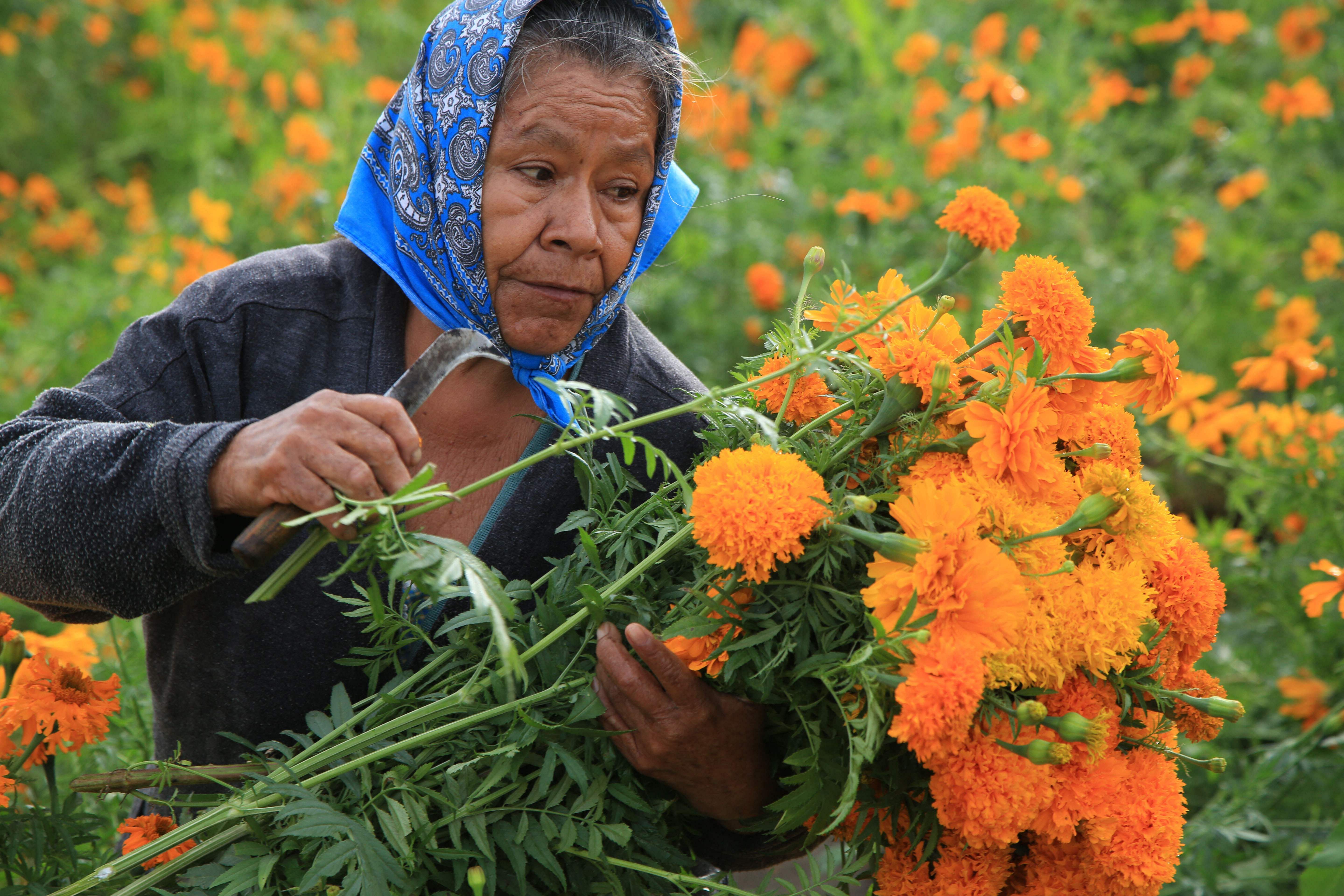 A farmer picks up Cempasuchil flowers used in the "Day of the Dead" season to decorate altars and tombs in Atlixco, Mexico. Credit: AFP Photo