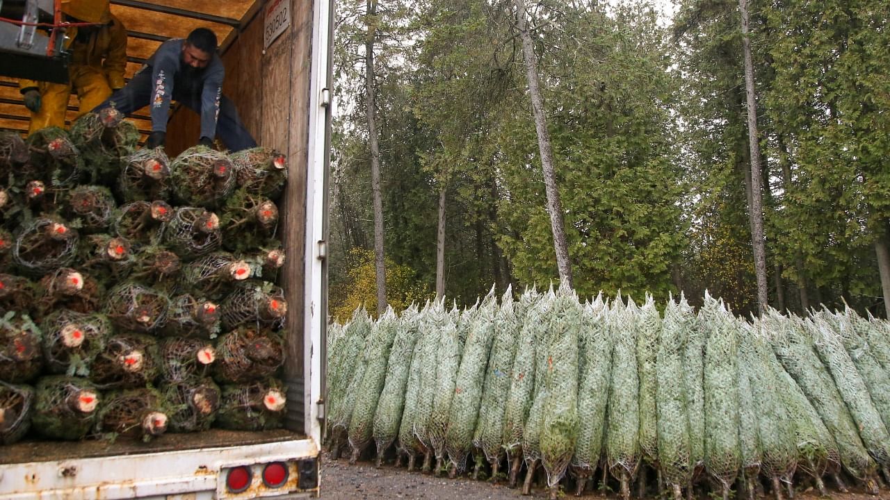 Christmas trees are readied for shipping to the United States at Downey Tree Farm and Nursery in Hatley Quebec. Credit: Reuters Photo
